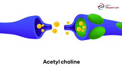 Иллюстрация передачи сигнала между клетками с помощью Ацетилхолина